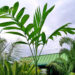 CHAMAEDOREA ARENBERGIANA SINGLE TRUNK UNDERSTORY PALM WITH WIDE LEAFLETS