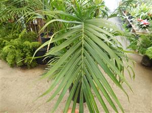 CHAMAEDOREA CATARACTARUM THE CAT PALM