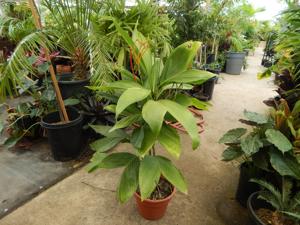 CHAMAEDOREA ERNESTI-AUGUSTI VERY ATTRACTIVE DWARF SHADE PALM