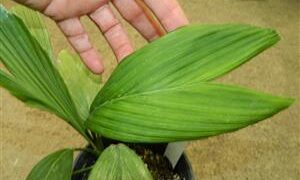 CHAMAEDOREA FRONDOSA SUPER RARE UNDERSTORY DWARF PALM