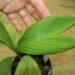 CHAMAEDOREA FRONDOSA SUPER RARE UNDERSTORY DWARF PALM