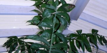 CHAMAEDOREA KLOTZSCHIANA RARE UNDERSTORY PALM – GROUPED LEAFLETS
