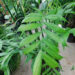 CHAMAEDOREA MICROSPADIX SEMI-DWARF SUCKERING BAMBOO PALM