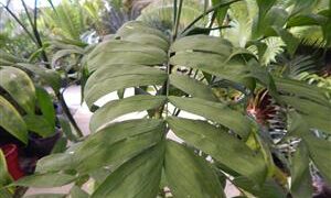 CHAMAEDOREA MICROSPADIX A SEMI-DWARF TYPE OF BAMBOO PALM