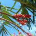 CHAMAEDOREA RADICALIS TRUNKING FORM