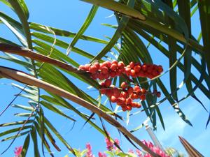 CHAMAEDOREA RADICALIS TRUNKING FORM