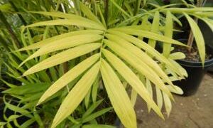 CHAMAEDOREA SEIFRIZII THE CLASSIC BAMBOO PALM