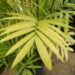 CHAMAEDOREA SEIFRIZII THE CLASSIC BAMBOO PALM