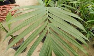 CHAMAEDOREA WOODSONIANA TALL, THICK TRUNK, BEAUTIFUL GREEN PINNATE PALM