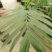 CHAMAEDOREA WOODSONIANA TALL, THICK TRUNK, BEAUTIFUL GREEN PINNATE PALM