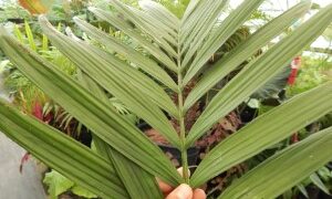 CHAMAEDOREA WOODSONIANA TALL, THICK TRUNK, BEAUTIFUL GREEN PINNATE PALM