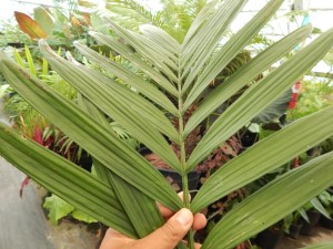 CHAMAEDOREA WOODSONIANA TALL, THICK TRUNK, BEAUTIFUL GREEN PINNATE PALM