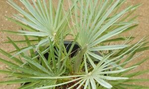 CHAMAEROPS CERIFERANATIVE TO MOROCCO THE SEMI-DWARF “BLUE MED FAN”