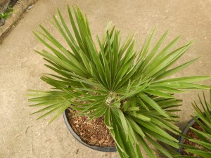 CHAMAEROPS HUMILIS VULCANO SUPER RARE & HARD TO FIND DWARF & COLD HARDY FAN PALM