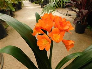 CLIVIA MINIATA