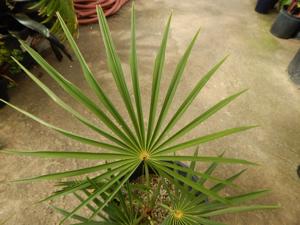 COCCOTHRINAX ARGENTEA MEDIUM SIZED FAN PALM
