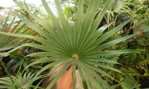 COCCOTHRINAX BARBADENSIS