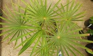 COCCOTHRINAX BARBADENSIS