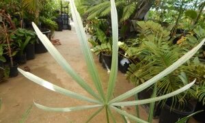 COCCOTHRINAX SPECIES PROMINENTLY SILVER ON UNDERSIDE OF LEAFLETS