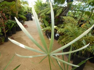 COCCOTHRINAX SPECIES PROMINENTLY SILVER ON UNDERSIDE OF LEAFLETS