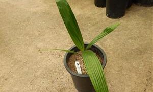 COCONUT QUEEN PALM DESIRABLE SYAGRUS HYBRID ABSOLUTELY BEAUTIFUL WHEN MATURE