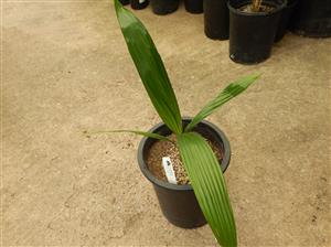 COCONUT QUEEN PALM DESIRABLE SYAGRUS HYBRID ABSOLUTELY BEAUTIFUL WHEN MATURE