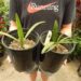 COPERNICIA HOSPITA THE BLUE CUBAN WAX PALM