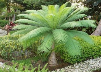 CYCAS PETRAEA SUPER RARE GREEN CYCAD FROM THAILAND 
