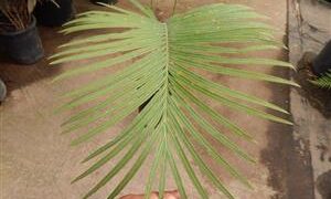 CYCAS TANSACHANA MEDIUM SIZE CYCAD FROM THAILAND