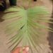 CYCAS TANSACHANA MEDIUM SIZE CYCAD FROM THAILAND