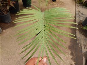 CYCAS TANSACHANA MEDIUM SIZE CYCAD FROM THAILAND