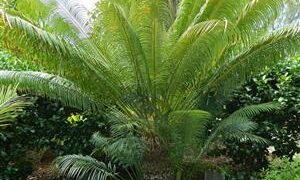 CYCAS THOUARSII EASY TO GROW GREEN CYCAD WITH LUSH APPEARANCE