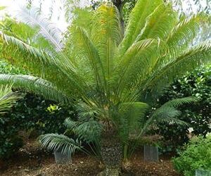 CYCAS THOUARSII EASY TO GROW GREEN CYCAD WITH LUSH APPEARANCE