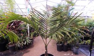 CYPHOPHOENIX ELEGANS THE ELEGANT PALM