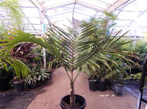 CYPHOPHOENIX ELEGANS THE ELEGANT PALM