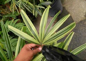 VARIEGATED RHAPIS EXCELSA EXOTIC – TEND TO BE SMALL, MINIATURE PALMS