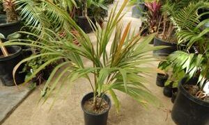 DICTYOSPERMA ALBUM VAR RUBRUM PRINCESS PALM, HURRICANE PALM