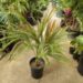 DICTYOSPERMA ALBUM VAR RUBRUM PRINCESS PALM, HURRICANE PALM