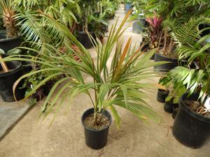 DICTYOSPERMA ALBUM VAR RUBRUM PRINCESS PALM, HURRICANE PALM