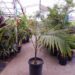 DICTYOSPERMA ALBUM VAR RUBRUM PRINCESS PALM, HURRICANE PALM