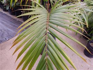 DICTYOSPERMA ALBUM VAR RUBRUM PRINCESS PALM, HURRICANE PALM