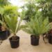 DIOON EDULES MALL TO MEDIUM SIZED MEXICAN CYCAD