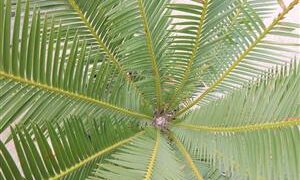 DIOON EDULES MALL TO MEDIUM SIZED MEXICAN CYCAD