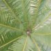 DIOON EDULES MALL TO MEDIUM SIZED MEXICAN CYCAD