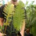 DIOON EDULE BLUE QUERETERO VARIETY