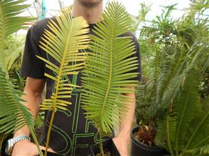 DIOON EDULE BLUE QUERETERO VARIETY