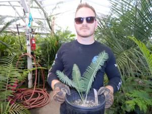 DIOON EDULE VARIETY TAMAULIPAS GLAUCOUS GREEN THIN LEAF MEXICAN CYCAD