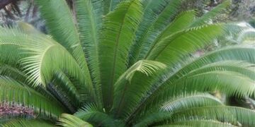 DIOON MEJIAE AN ATTRACTIVE MEDIUM SIZED CYCAD