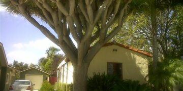 DRACENA DRACO THE DRAGON TREE