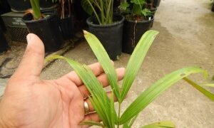 DYPSIS ARENARUM THE SAND PALM – ANOTHER RARE DYPSIS SPECIES